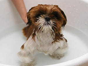 Мытье шампунем и кондиционером собаки